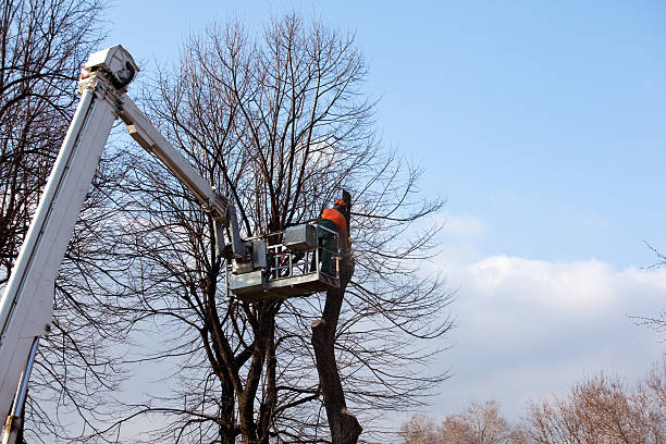 Professional Tree Services in Rock Hill, MO